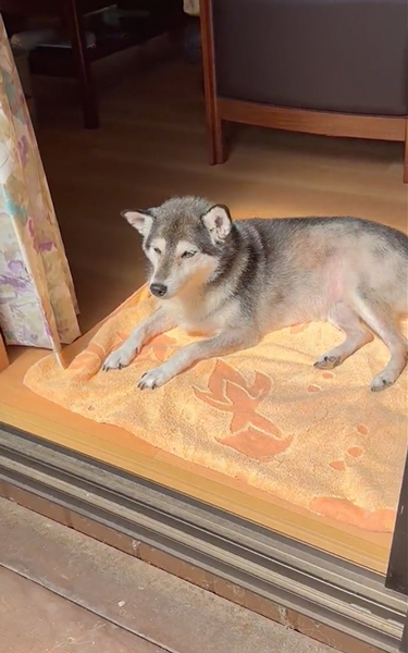 プールに入る柴犬