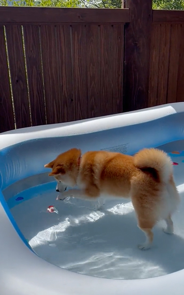 プールに入る柴犬