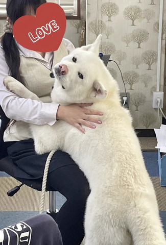 前回秋田犬