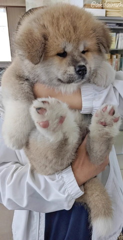 抱っこされてる子犬