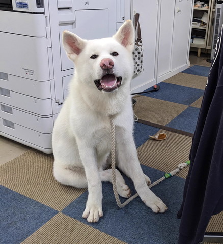 座り方のくせ強いわんこ