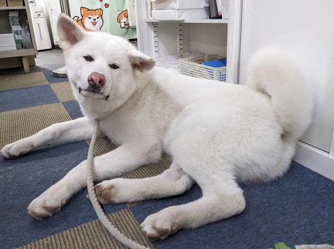 くつろいでるワンコ