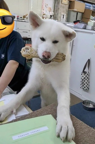 物くわえてるワンコ