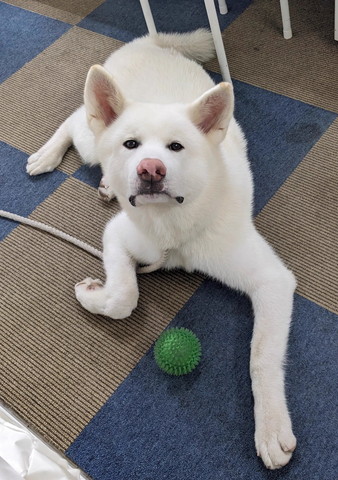 ボールとワンコ