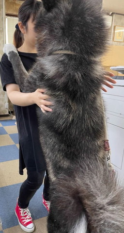 お姉さんと立つワンコ