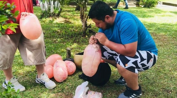 ブタの膀胱の写真