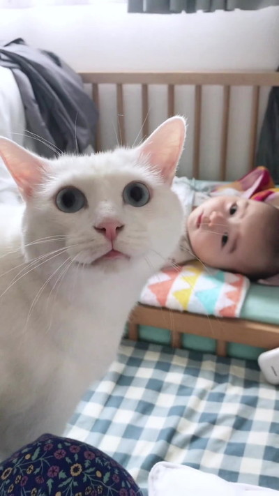 赤ちゃんと猫