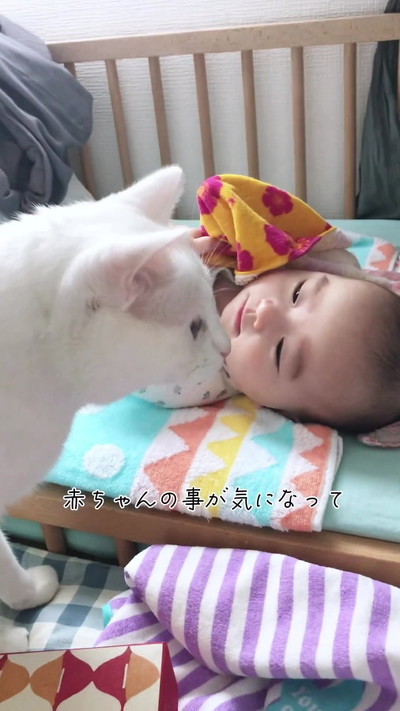 赤ちゃんが気になる猫横顔