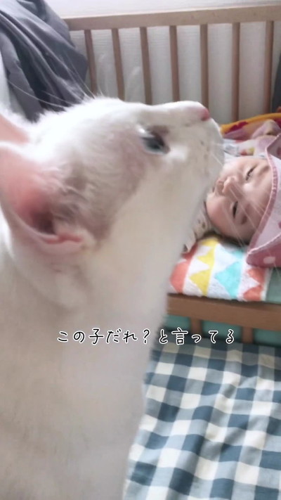 猫横顔