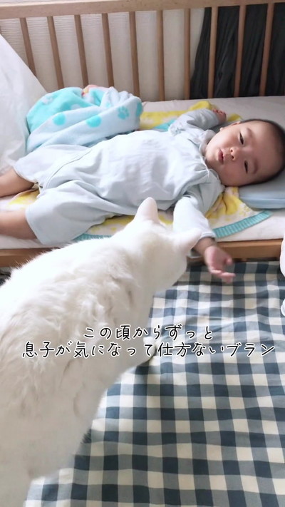 においかぐ猫