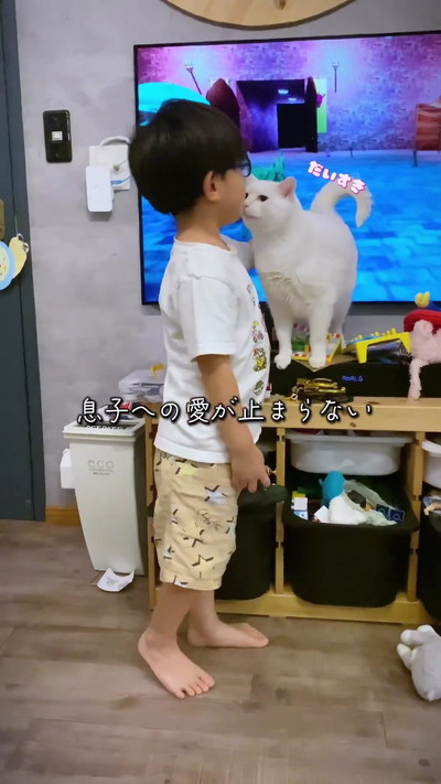 くっつきたい猫