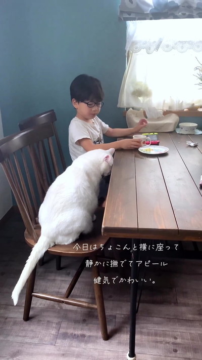 なでてほしい猫