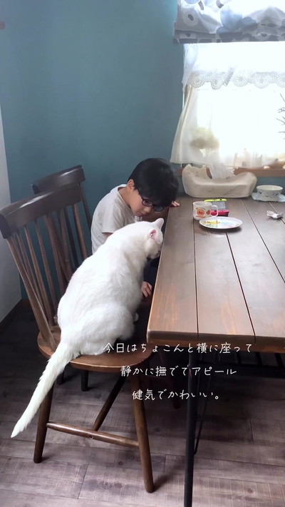アピールする猫