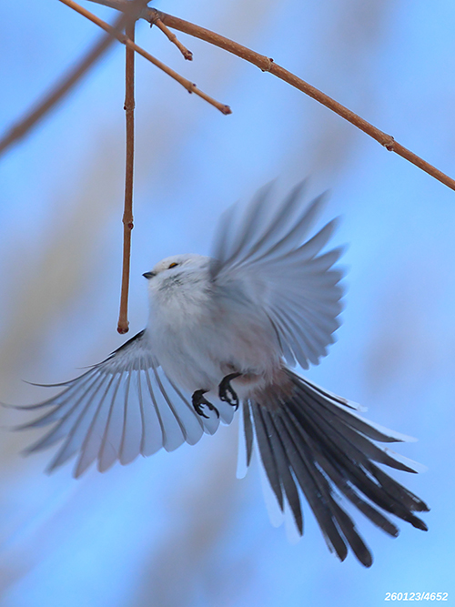 ぶわっとしてる