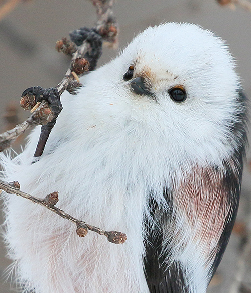 至近距離シマエナガ