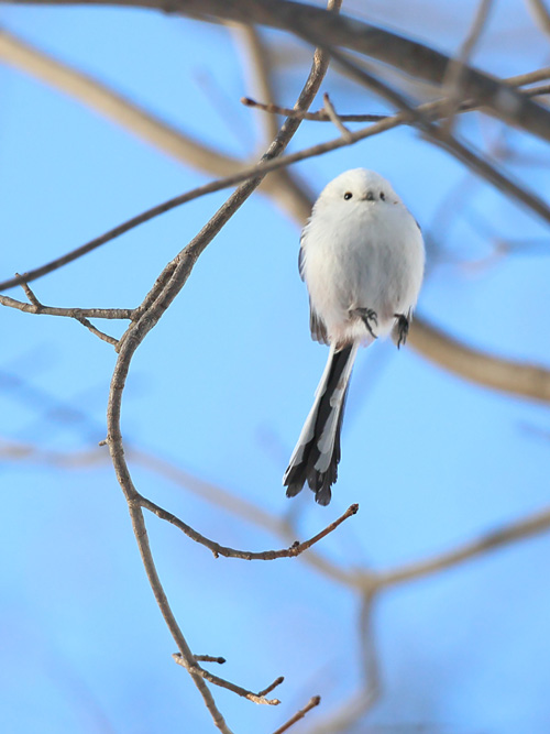シマエナガジャンプ