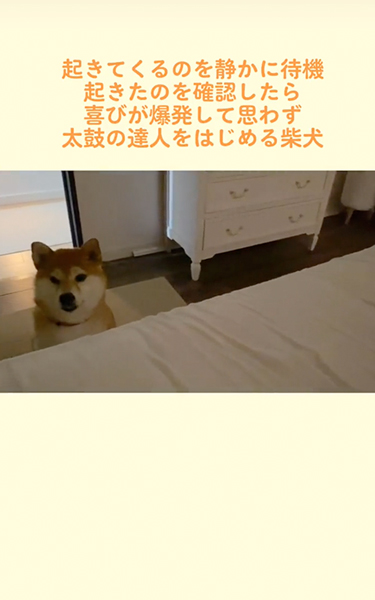 保護柴犬