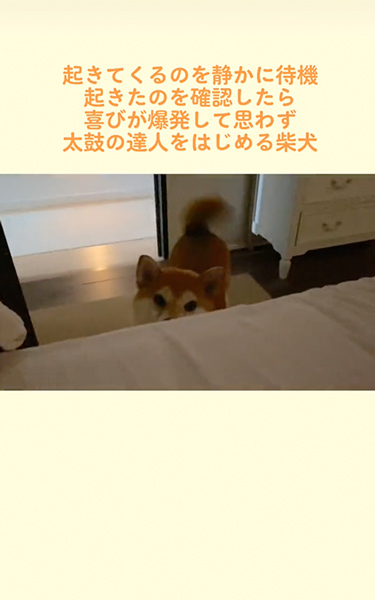 飼い主が起きるのを静かに待つ柴犬