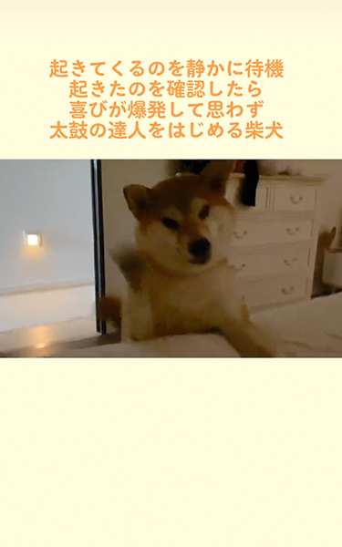 飼い主が起きるのを静かに待つ柴犬