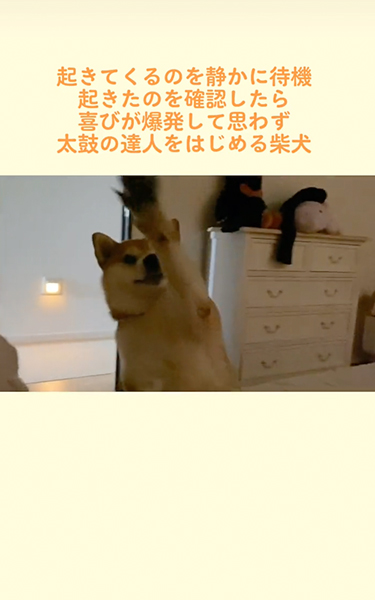 飼い主が起きるのを静かに待つ柴犬
