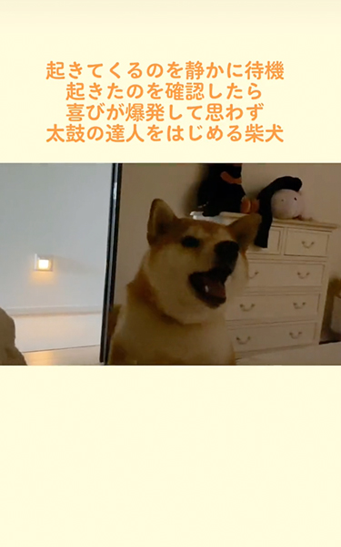 飼い主が起きるのを静かに待つ柴犬