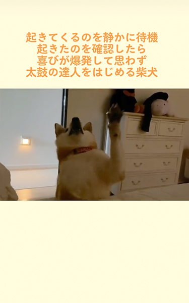 飼い主が起きるのを静かに待つ柴犬