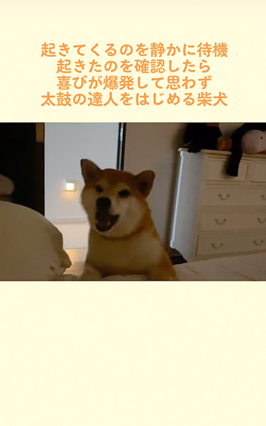 飼い主が起きるのを静かに待つ柴犬