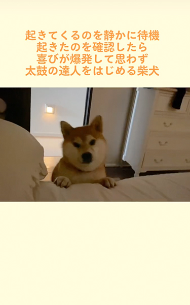 飼い主が起きるのを静かに待つ柴犬