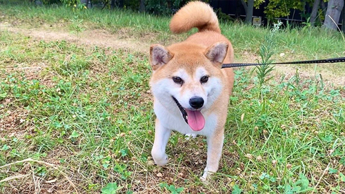 散歩を楽しむ柴犬