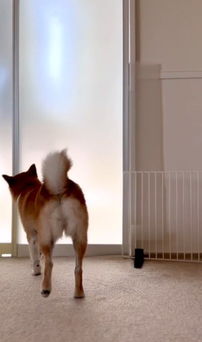 ガラス戸を見てるワンコ