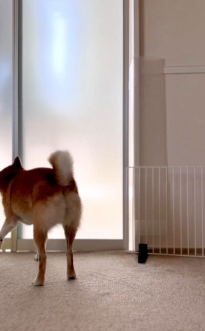 ドアをあけてるワンコ