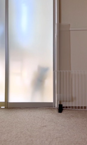 閉まったガラスのドアの向こうにワンコ