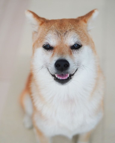 眉毛があるワンコ