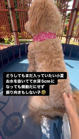 お尻の右の方さわられるワンコ