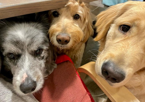 見上げてくるワンコ3匹