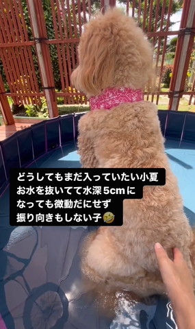 お尻真ん中の方さわられるワンコ