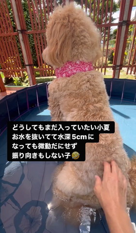 背中さわられるワンコ