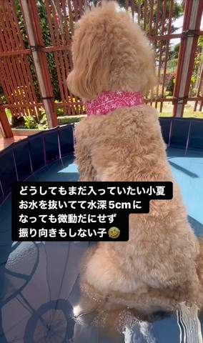 背中向けるワンコ