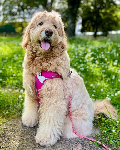 自然豊かな場所でお座り笑顔ワンコ