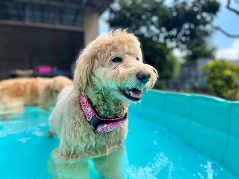 プールで笑顔ワンコ