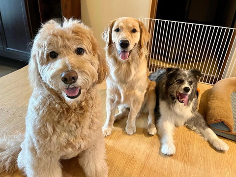 笑顔のワンコ3匹