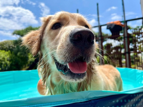 プール入ってるゴールデンワンコ