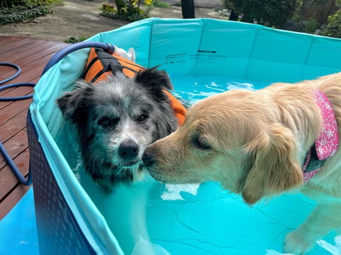 プールにワンコ2匹