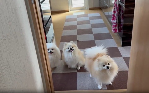 のぞいてるワンコたち