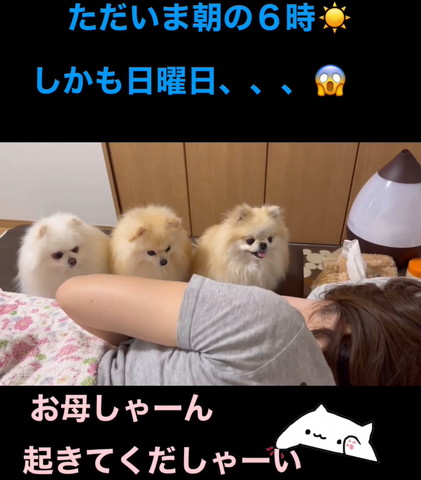 3匹ワンコ右の子舌出して右の方みてる