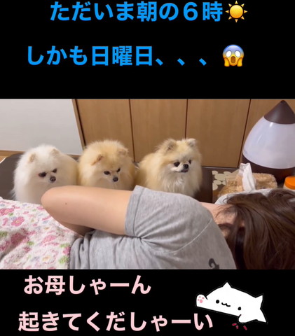 3匹ワンコ右の子舌だしてない