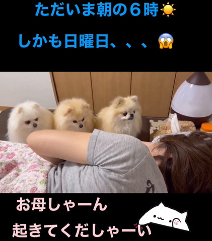 3匹ワンコ右の子舌だしてない