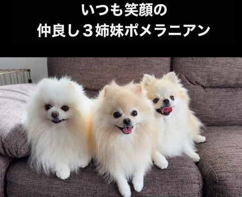 ソファにワンコ3匹