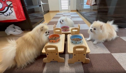 ミニテーブルを囲むワンコたち