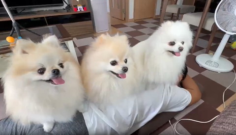 パパさんの背中に乗るワンコたち